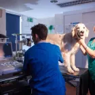 Business 10 image BEECHWOOD VETERINARY GROUP, CROSSGATES Veterinary Services in Leeds We