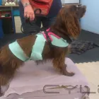 Business 1 image BEST BEHAVIOUR ANIMAL THERAPY Pets & Animals in Rossendale La