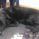 Business 2 image BEST BEHAVIOUR ANIMAL THERAPY Pets & Animals in Rossendale La