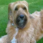 Business 7 image BETTAPETS Pet Shops in Newport Gw