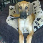 Business 9 image BETTAPETS Pet Shops in Newport Gw