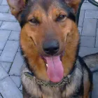 Business 12 image BETTAPETS Pet Shops in Newport Gw