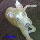 Business 2 image BETTAPETS Pet Shops in Newport Gw