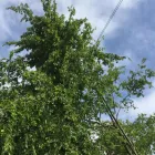 Business 3 image BIDDENDEN TREE SURGEON Tree Services in Ashford Ke
