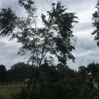Business 5 image BIDDENDEN TREE SURGEON Tree Services in Ashford Ke