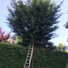 Business 16 image BIDDENDEN TREE SURGEON Tree Services in Ashford Ke