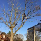 Business 30 image BIDDENDEN TREE SURGEON Tree Services in Ashford Ke