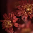 Business 3 image BILLIES Shopping & Retail in Wolverhampton We