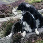 Business 2 image BOOTS THE CHEMISTS Pharmacies in Heanor De