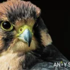 Business 2 image BOOTS UK Pharmacies in Huntingdon Ca