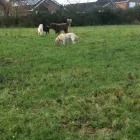 Business 9 image BOOTS UK Pharmacies in Felixstowe Su