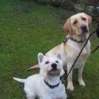 Business 3 image BOOTS UK Pharmacies in Felixstowe Su