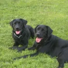 Business 4 image BOOTS UK Pharmacies in Felixstowe Su