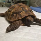 Business 1 image BRAID VETS EXOTICS Veterinary Services in Edinburgh Edh