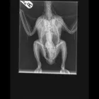 Business 2 image BRAID VETS EXOTICS Veterinary Services in Edinburgh Edh