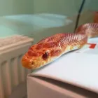 Business 3 image BRAID VETS EXOTICS Veterinary Services in Edinburgh Edh