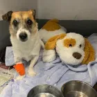 Business 10 image BRAID VETS, LEITH WALK Veterinary Services in Edinburgh Edh