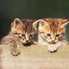 Business 2 image BRELADES VETERINARY SURGEONS Vets in Dorking Su