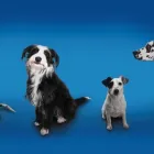 Business 3 image BRELADES VETERINARY SURGEONS Vets in Dorking Su