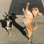 Business 8 image BRENTWOOD HOUSE Hotels & Inns in Bridlington No