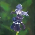 Business 3 image BROAD GREEN WELLINGBOROUGH New Car Dealers in Wellingborough No