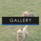 Business 2 image BROOKSIDE KENNELS Pets & Animals in Upminster Gr