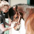 Business 3 image BRYONY BURT EQUINE OSTEOPATH Veterinary Services in Twickenham Mi