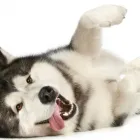 Business 3 image C A UPTON & SON Car & Vehicle Upholsterers in St. Leonards-On-Sea Ea