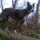 Business 2 image CANINE SOLUTIONS Pet Services in Stoke-On-Trent St