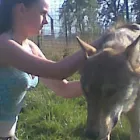 Business 1 image CANINE SOLUTIONS Pet Services in Stoke-On-Trent St