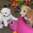 Business 2 image CARRIE'S DOG DAY CARE Dog Trainers in Stockton-On-Tees Cl