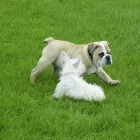 Business 3 image CARRIE'S DOG DAY CARE Dog Trainers in Stockton-On-Tees Cl