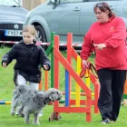 Business 5 image CARRIE'S DOG DAY CARE Dog Trainers in Stockton-On-Tees Cl