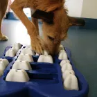Business 6 image CARRIE'S DOG DAY CARE Dog Trainers in Stockton-On-Tees Cl