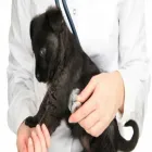 Business 6 image CAVAN VETS Vets in Wolverhampton We