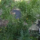 Business 35 image CHAPMAN & SONS Landscapers in Abbots Langley He