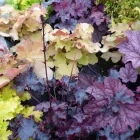 Business 6 image CHINESE HERBAL CENTRE Complementary Therapies in FAREHAM Ha