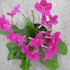 Business 9 image CHINESE HERBAL CENTRE Complementary Therapies in FAREHAM Ha