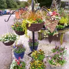 Business 12 image CHINESE HERBAL CENTRE Complementary Therapies in FAREHAM Ha