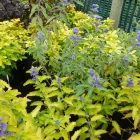 Business 13 image CHINESE HERBAL CENTRE Complementary Therapies in FAREHAM Ha