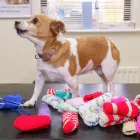 Business 9 image CLARENDON VETERINARY SURGERY Veterinary Services in Altrincham Ch
