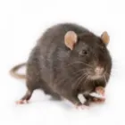 Business 2 image CLARK PEST CONTROL Pest Control Equipment & Supplies in Edinburgh Edh