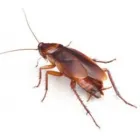Business 7 image CLARK PEST CONTROL Pest Control Equipment & Supplies in Edinburgh Edh