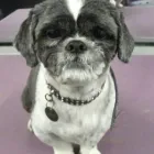 Business 2 image CLEAN DOG GROOMING SERVICES Pets & Animals in Warrington Ch