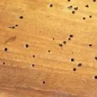 Business 3 image CLIMATE SOLUTIONS Wood Treatment & Preservation in Droitwich Wo