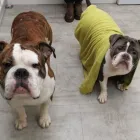 Business 1 image CLIP & FLUFF Pets & Animals in Rugby Wa