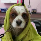 Business 5 image CLIP & FLUFF Pets & Animals in Rugby Wa