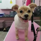 Business 7 image CLIP & FLUFF Pets & Animals in Rugby Wa