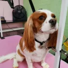 Business 9 image CLIP & FLUFF Pets & Animals in Rugby Wa