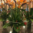 Business 19 image CONSERVATORY FLORIST Wedding Services in Ripley De